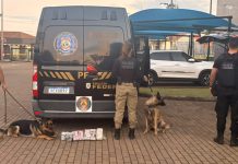 Mulher é presa por tráfico após cão da PF encontrar droga em ônibus em Guaíra