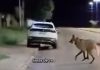 Lobo-Guará é flagrado em área urbana de Mundo Novo e chama atenção para risco à espécie