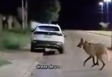 Lobo-guará é flagrado em área urbana de Mundo Novo e chama atenção para risco à espécie