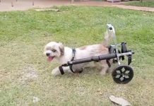 Guaíra destaca recuperação de animal resgatado e incentiva adoção responsável de cães e gatos
