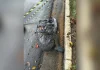 Polícia de SP investiga mortes em série, mas descarta ação de ‘serial killer’