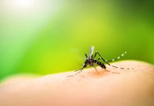 Amambai atualiza dados epidemiológicos sobre Dengue, Chikungunya e Zika