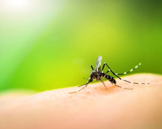 Amambai atualiza dados epidemiológicos sobre Dengue, Chikungunya e Zika