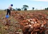 MS institui cadastro para lavoura de mandioca visando prevenção à praga vassoura-de-bruxa