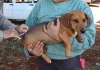 Eldorado terá Dia D contra a raiva neste sábado com vacinação gratuita de cães e gatos