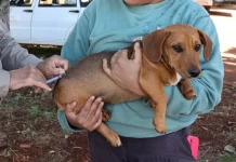 Eldorado terá Dia D contra a raiva neste sábado com vacinação gratuita de cães e gatos